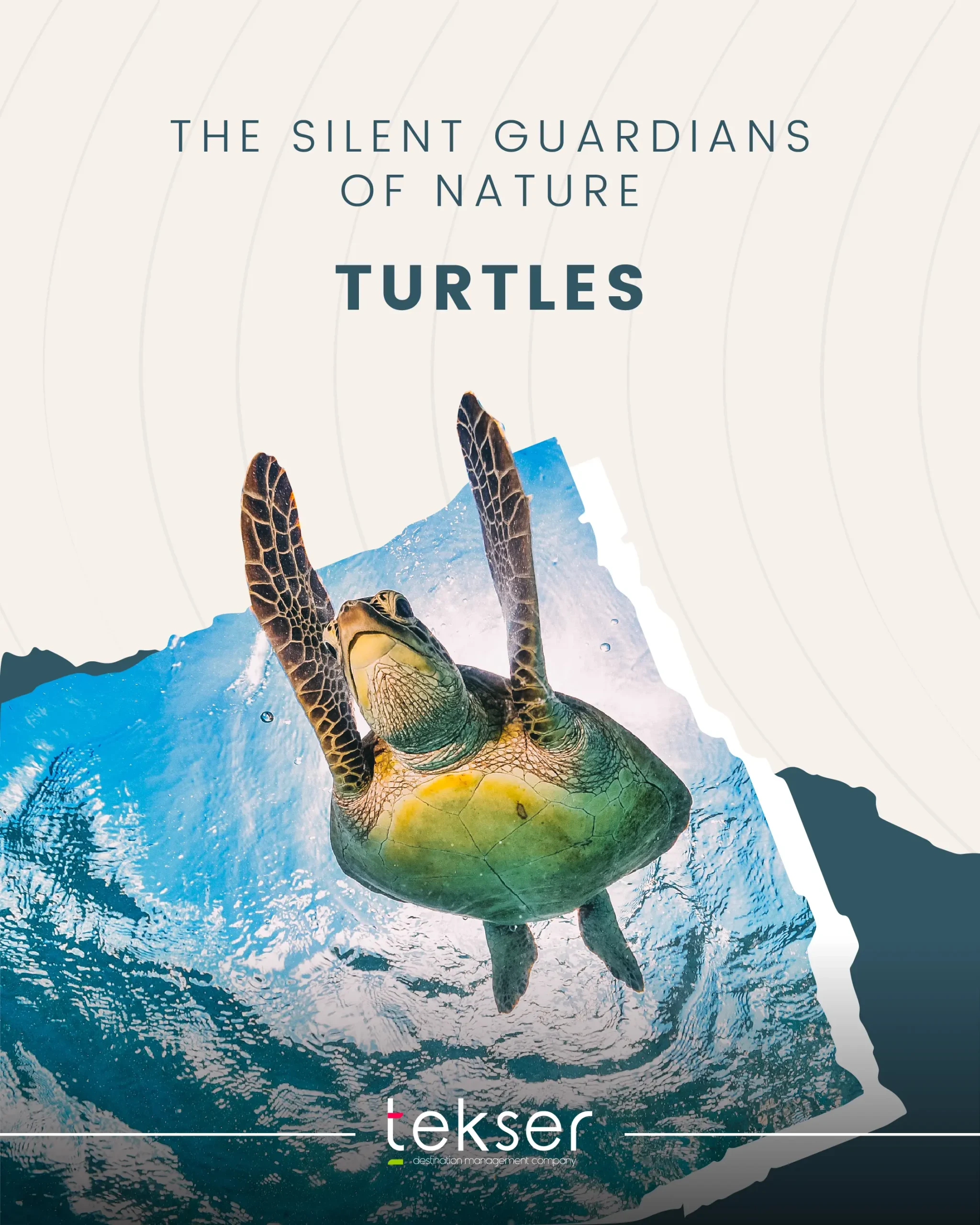 tekser_world turtles day-1