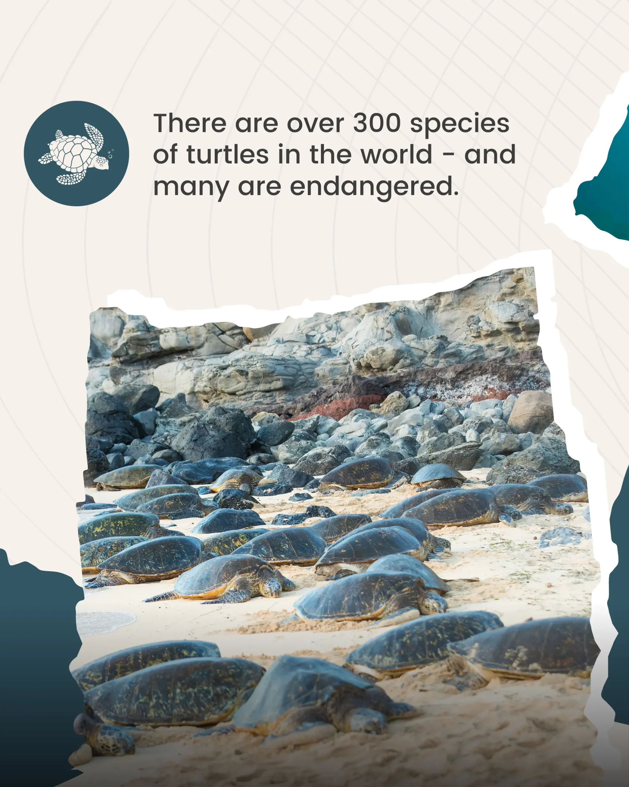 tekser_world turtles day-2