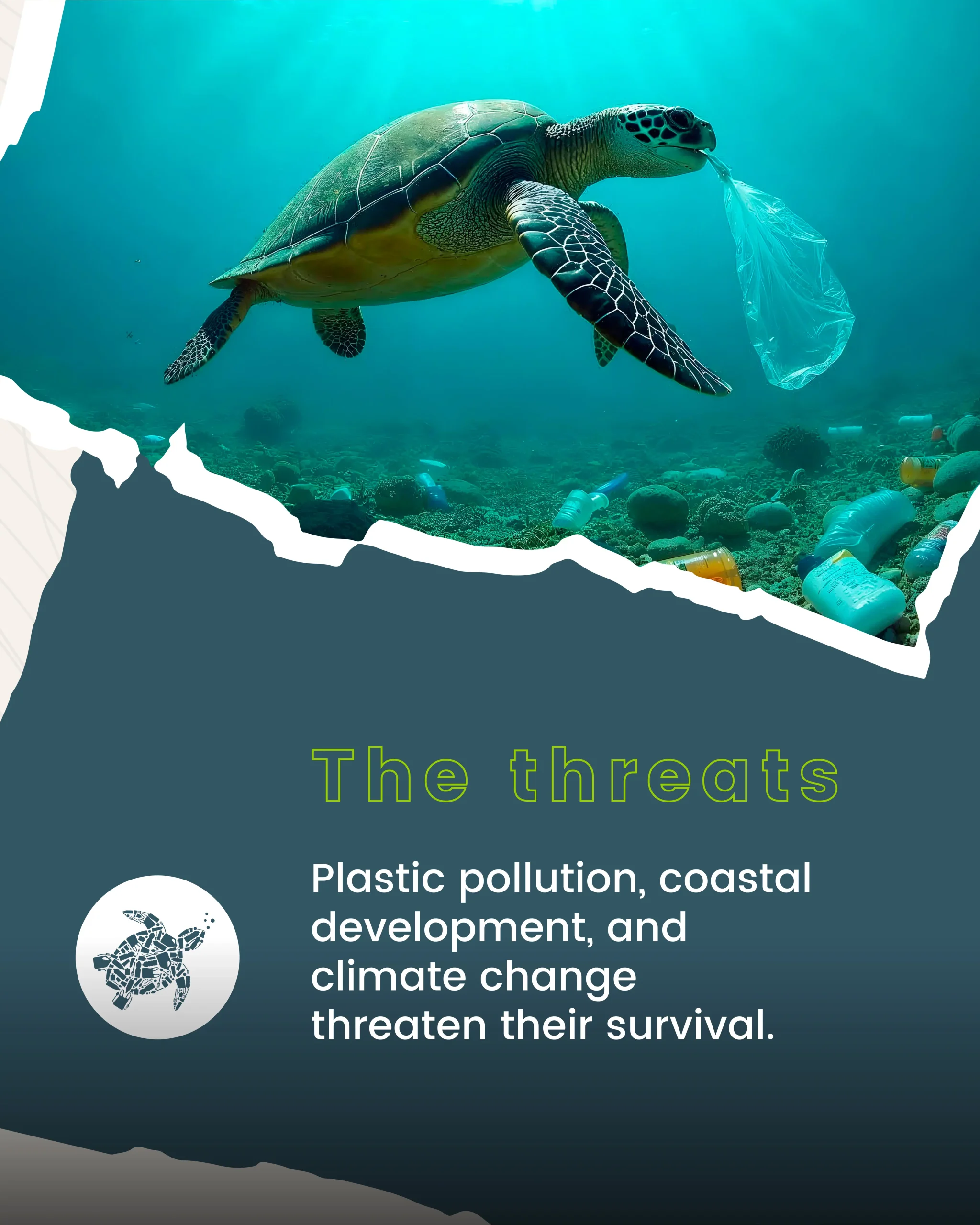 tekser_world turtles day-3