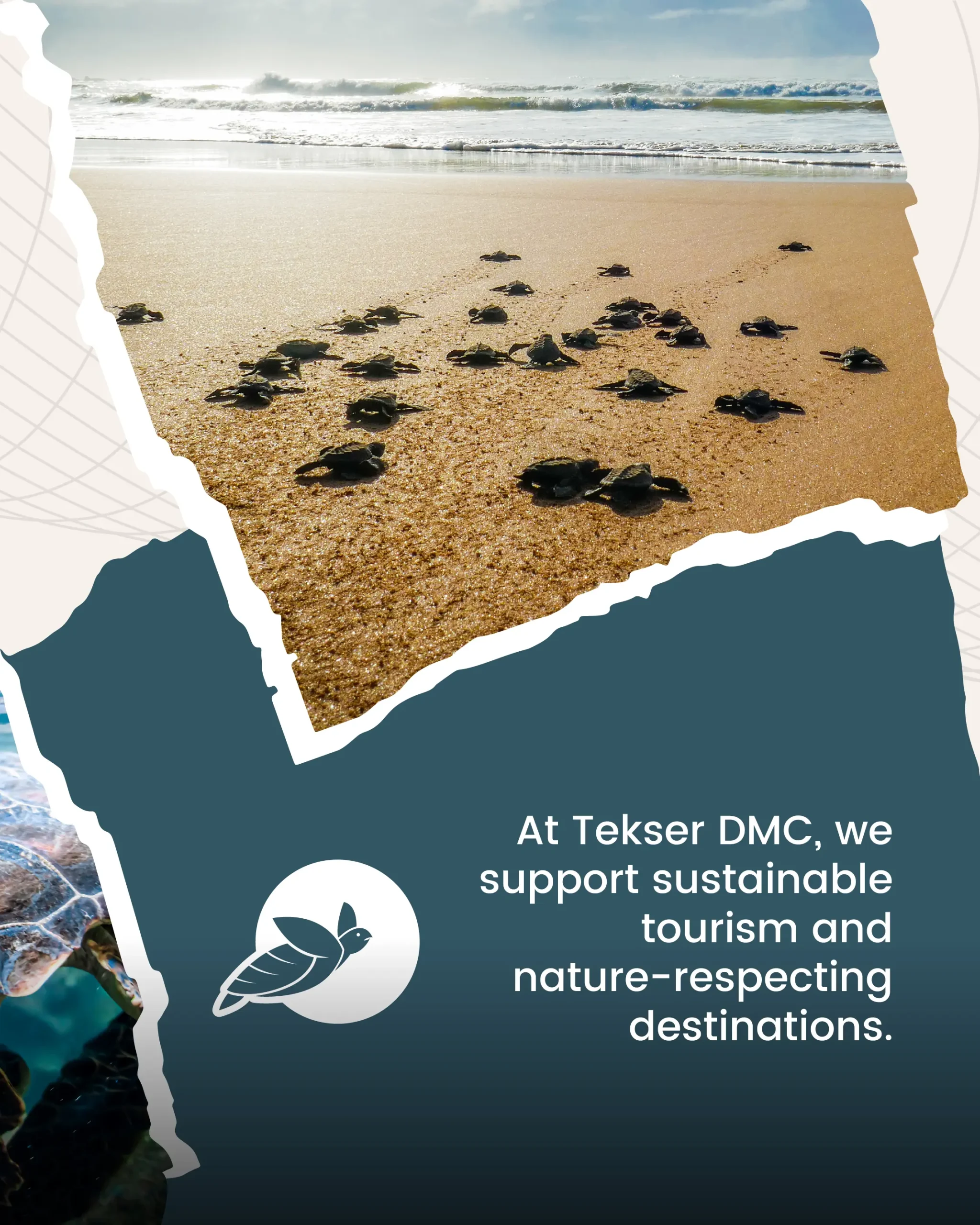 tekser_world turtles day-5