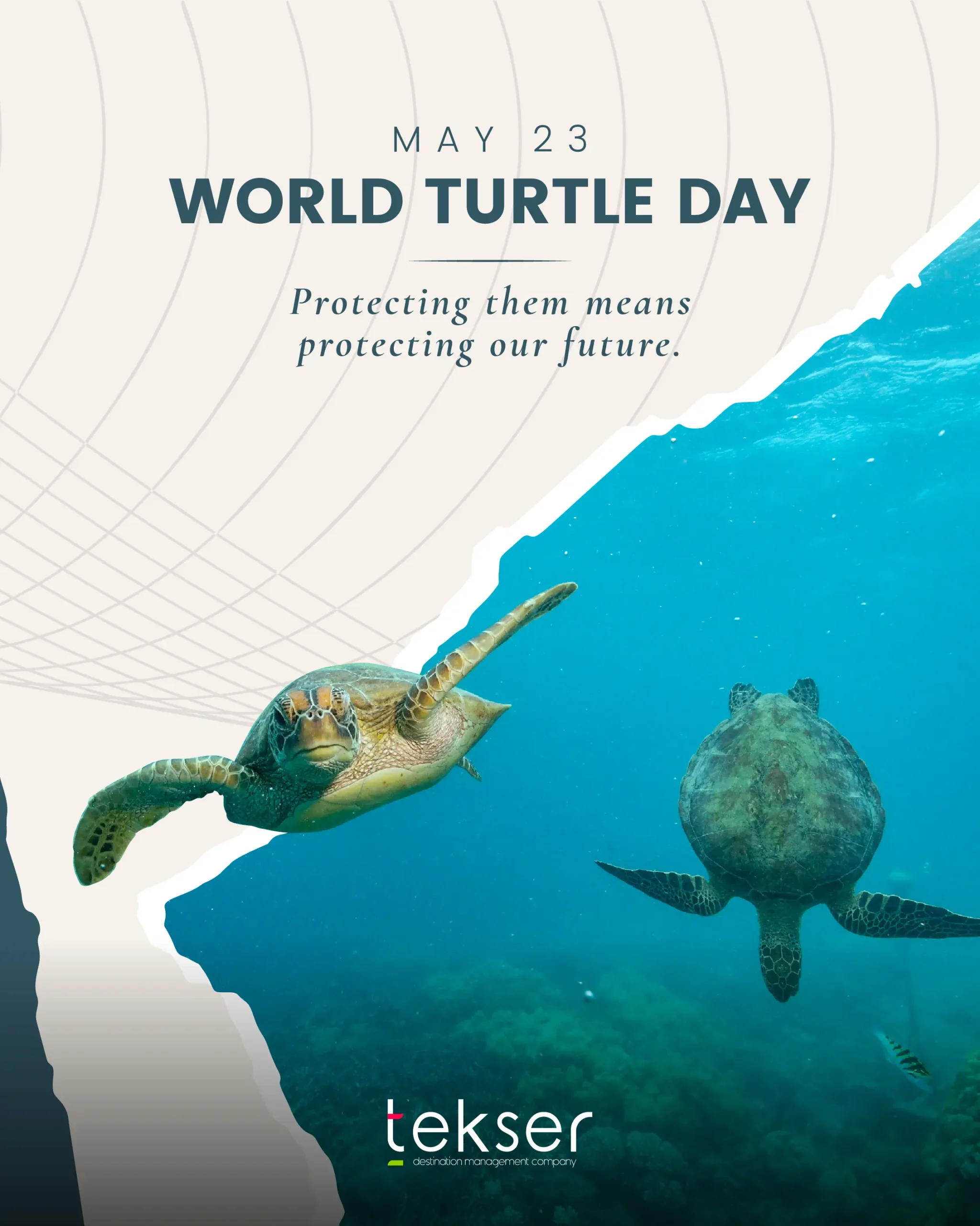 tekser_world turtles day-6